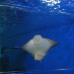 An owl? No, it's still the ray