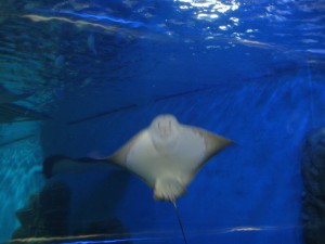 An owl? No, it's still the ray