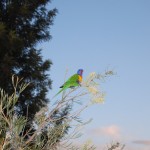 I've been awoken more than once by these birds. At least they look nice.