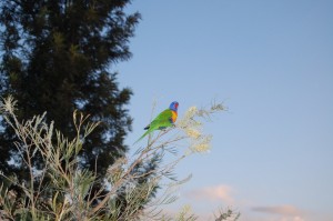 I've been awoken more than once by these birds. At least they look nice.