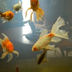 Flying fishes. :)
