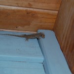 small_DSC_2870