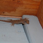 small_DSC_2872