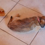 small_DSC_2817