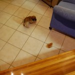 small_DSC_2841