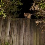 A possum on a fence