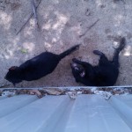Tasmanian devils