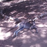 A kangaroo