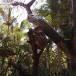 A koala