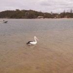 A pelican