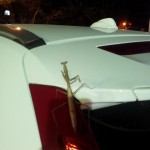 A phasmatodea a.k.a. walking-stick insect