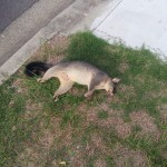 A dead possum